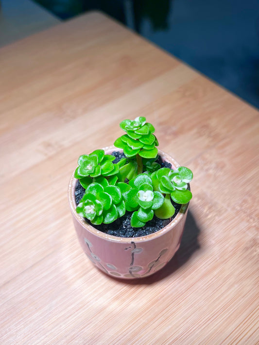 Sedum Makinoi in Pinkish Ceramic Pot
