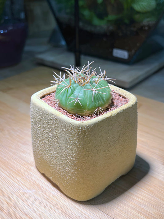 Gymnocalycium in Yellowish Matt Textured Claypot
