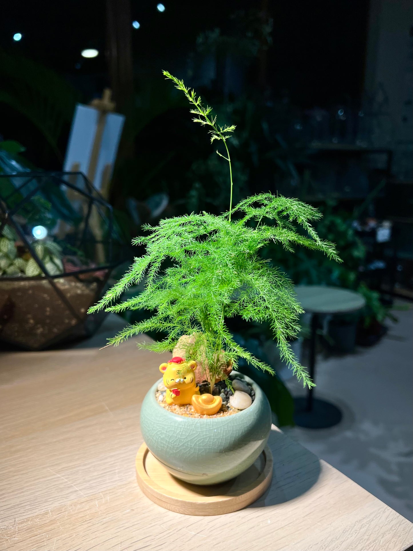Asparagus Fern (文竹) in Round Ceramic Pot