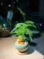 Asparagus Fern (文竹) in Round Ceramic Pot