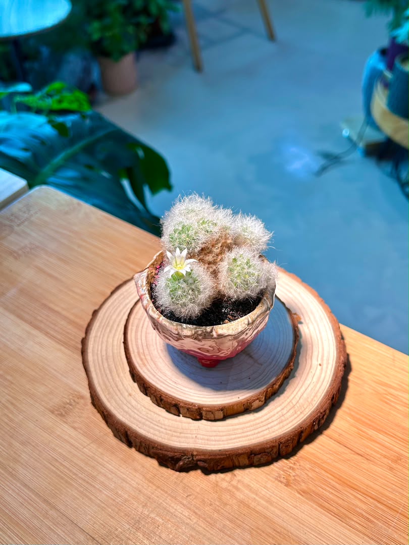 Mammillaria Plumosa (Feather Cactus) in Ceramic Pot