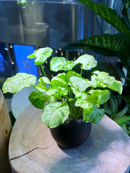 Arrowhead Plant in Broken Eggshell Designed Pot