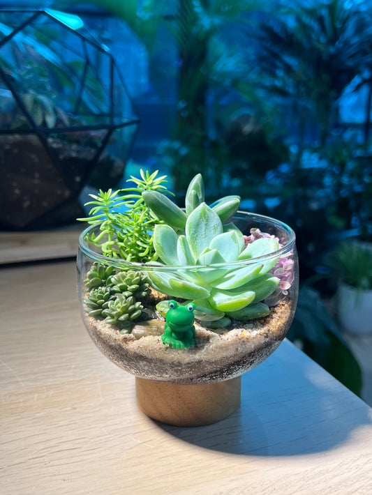 Succulent Arrangement in Round Bowl with Wooden Base Terrarium