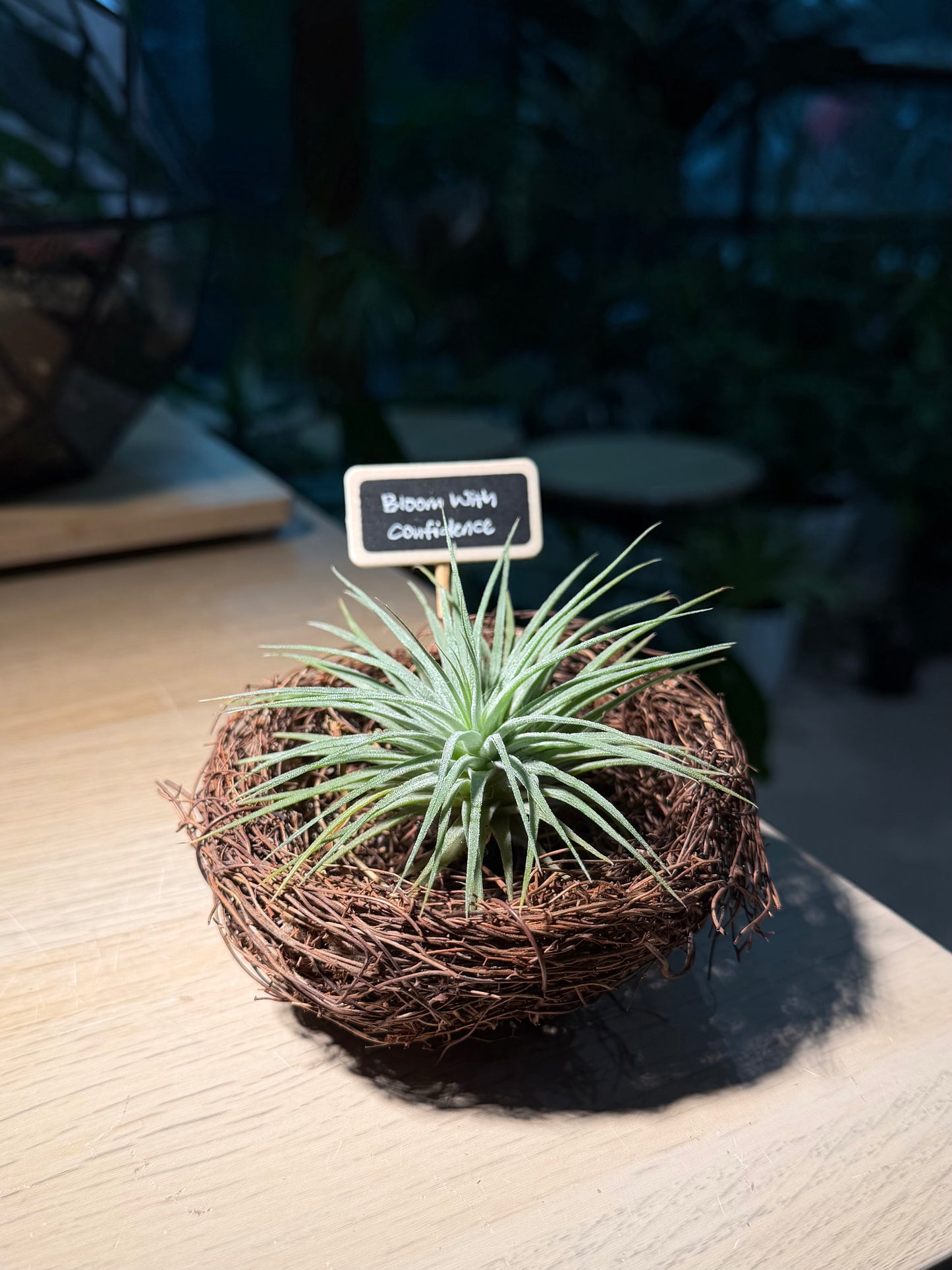 Airplant in Handmade Nest 🪹 with Blackboard