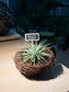 Airplant in Handmade Nest 🪹 with Blackboard