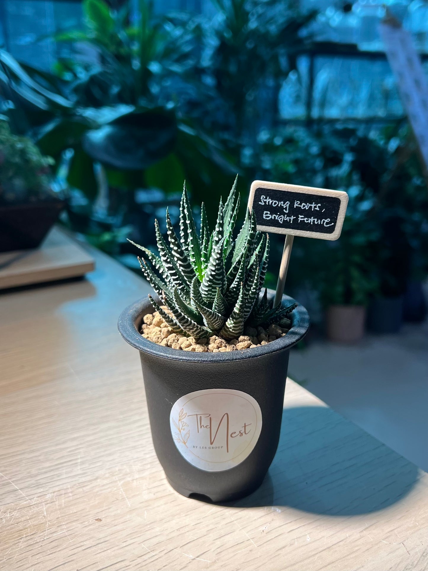 Haworthia (十二卷) in Tall Black Polymer Pot