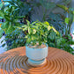 Schefflera in Blue Terrazzo Designer Pot