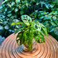 Monstera Adansonii in Fishbowl Glass