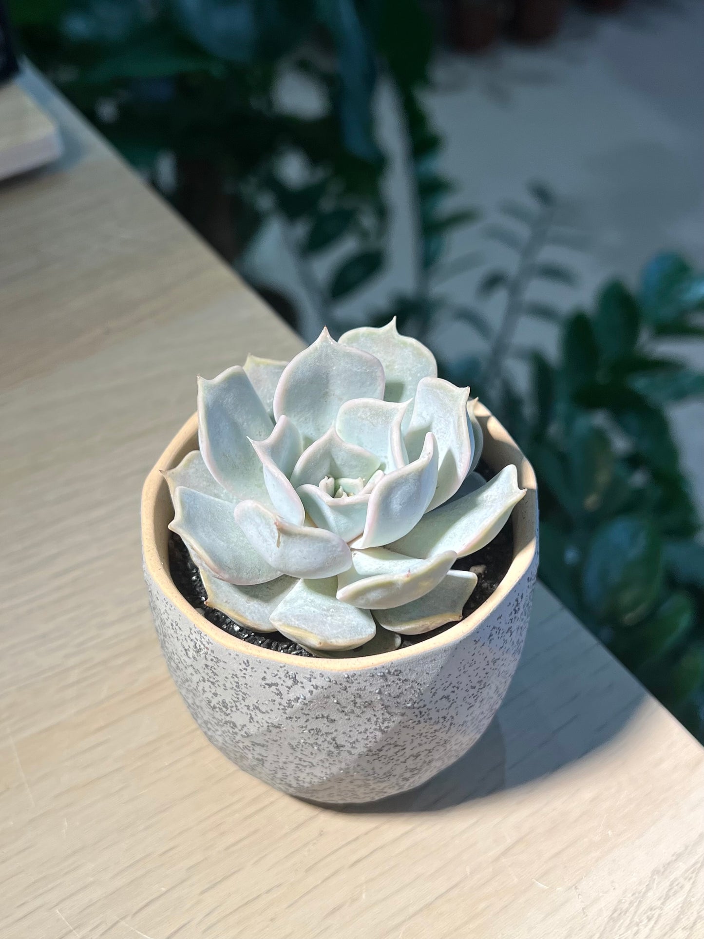 Echeveria Lilacina in Matt Textured Pot