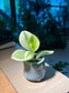 Pothos Njoy in Light Blue Ceramic Pot