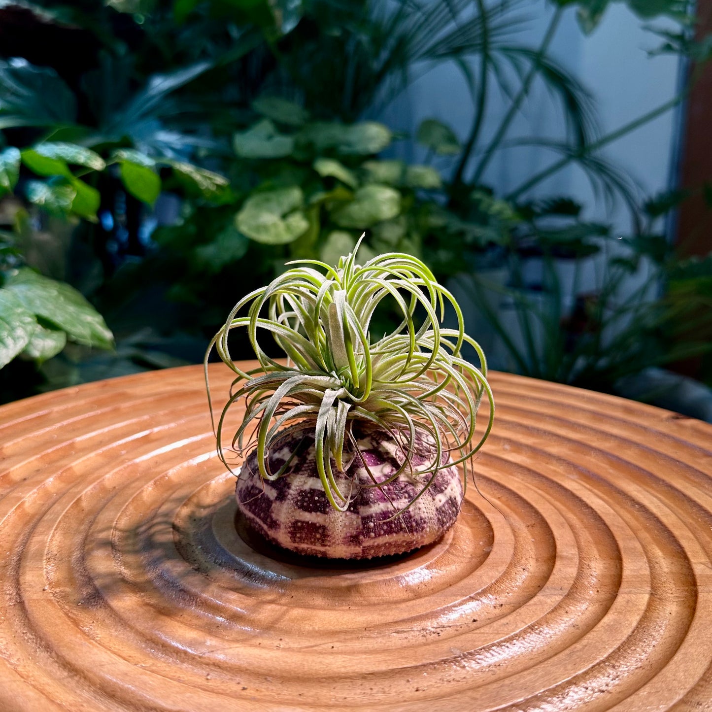 Airplant in Shell Designer Case