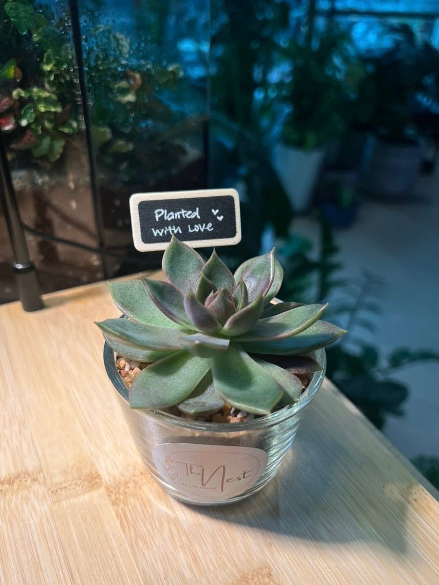 Teacher’s Day Gift - Succulent in Glass Pot with Blackboard and PVC Box