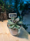 Teacher’s Day Gift - Succulent in Glass Pot with Blackboard and PVC Box
