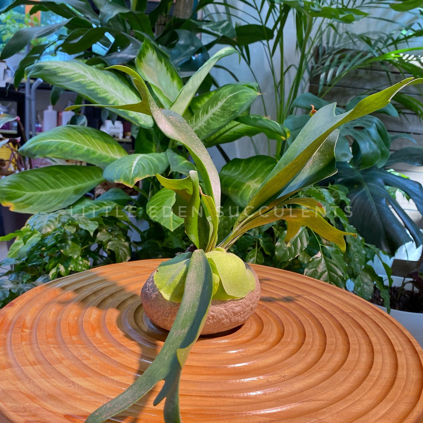 Staghorn Fern in Round Faux Stone Pot