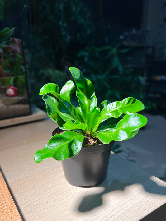 Plastic Pot - Bird Nest Fern