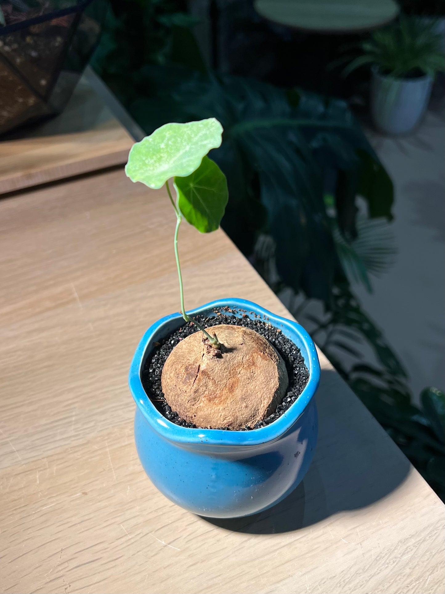 Stephania in Ceramic Pot
