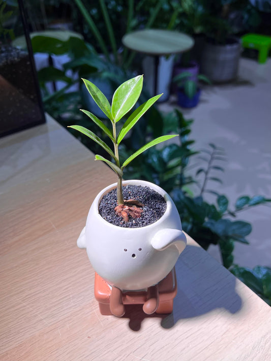 ZZ Plant (金钱树) in 🫡 Bench Ceramic Pot