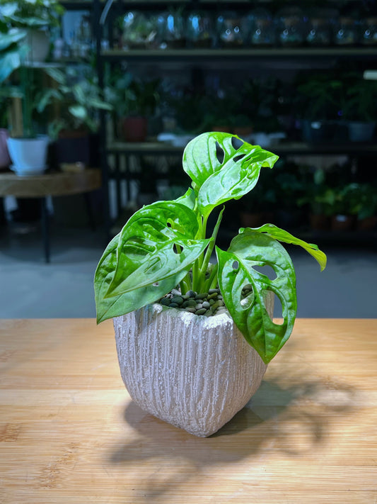 Monstera in Square Matt Textured Claypot