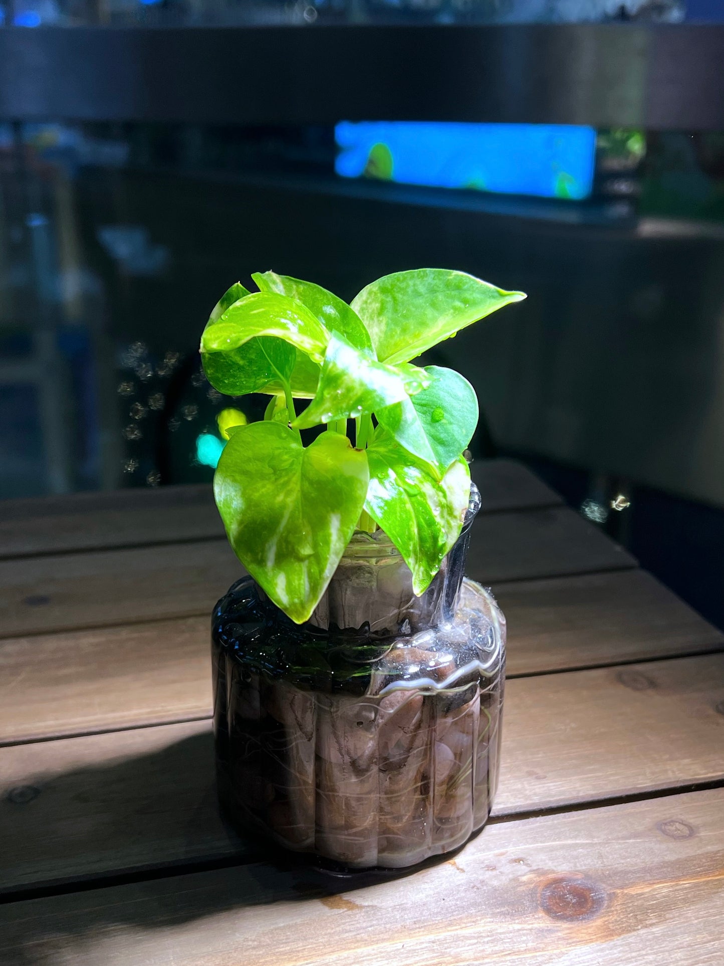 Golden Pothos in Transparent Water Based Glass