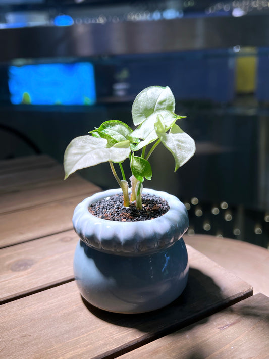 Arrowhead Plant in Petal Edge Ceramic Pot