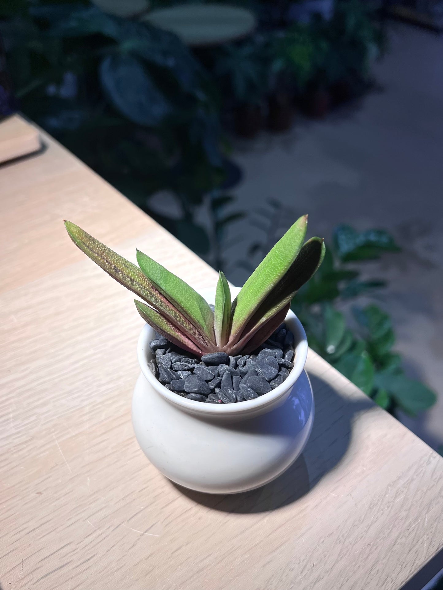 Gasteria Little Warty in Belly Ceramic Pot