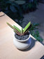 Gasteria Little Warty in Belly Ceramic Pot