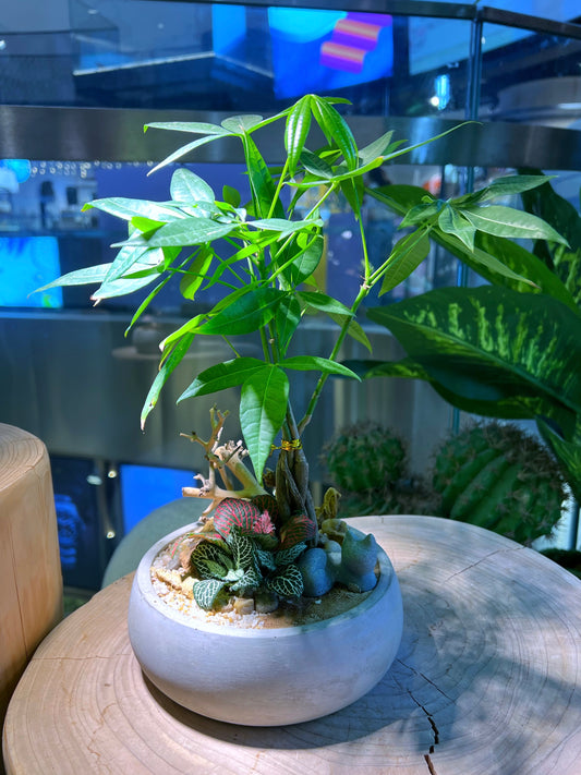 Guiana Chestnut (Pachira) and Fittonia Arrangement in Grey Concrete Pot