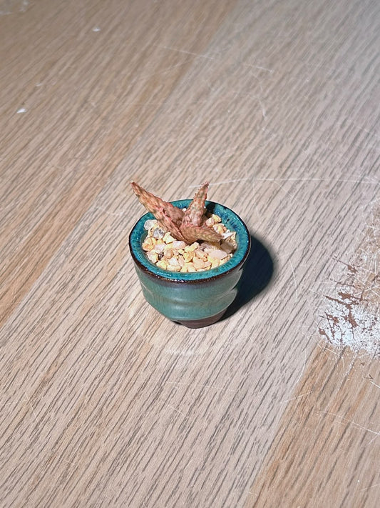 Tiger Tooth Aloe (虎牙芦荟) Harworthia in Glazed Ceramic Pot