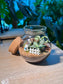 Indoor Plant Arrangement Fittonia & Moss (网纹草 & 苔藓) in Round Covered Glass (S)
