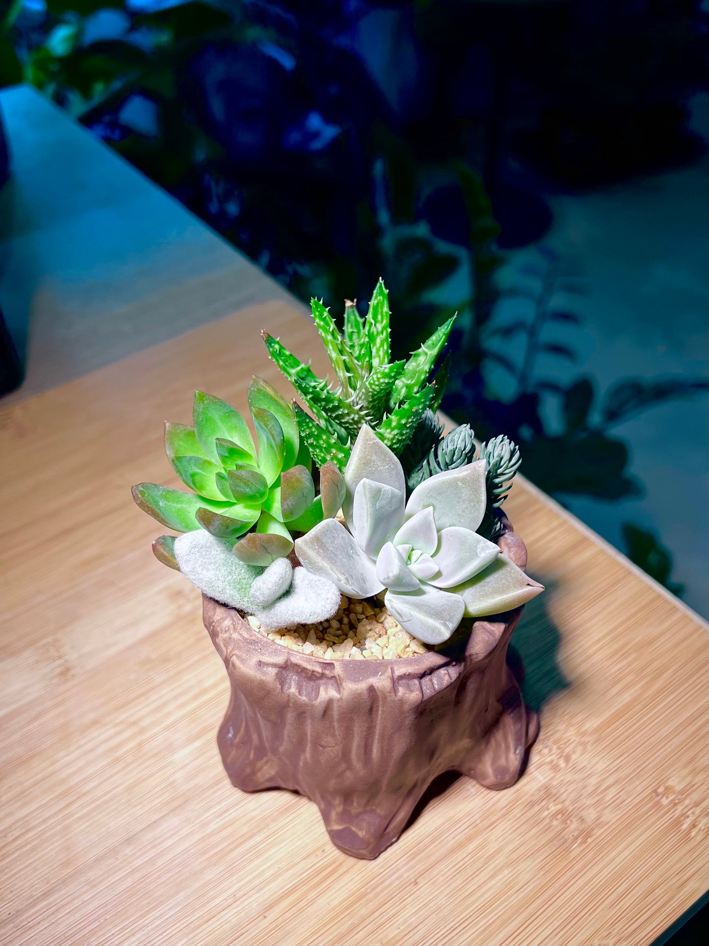 Succulent Arrangements in Tree Trunk Deisgner Pot