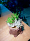 Succulent Arrangements in Tree Trunk Deisgner Pot