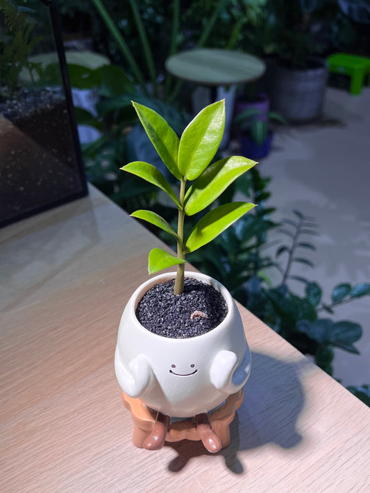 ZZ Plant (金钱树) in Smiling Face On Bench Pot