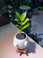 ZZ Plant (金钱树) in Smiling Face On Bench Pot