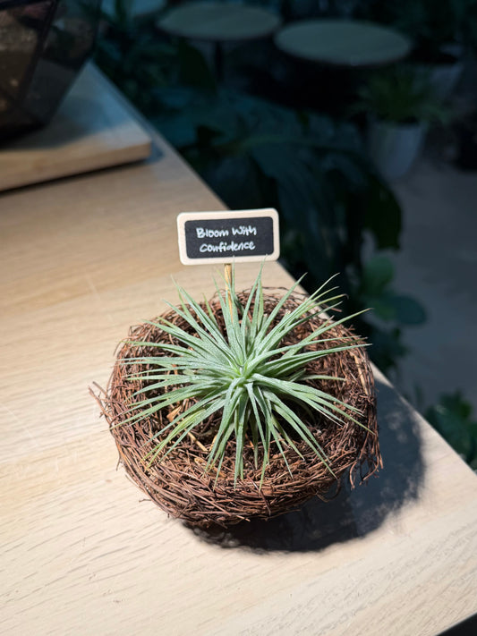 Airplant in Handmade Nest 🪹 with Blackboard