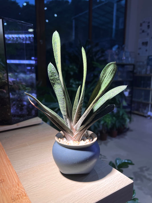 Gasteria Little Warty in Sea Blue Ceramic Pot