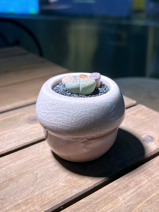 Lithops Paw in Mushroom Designer Pot