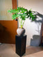 Philodendron Selloum in Ceramic Pot