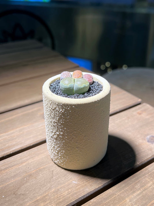 Lithops Paw in Matt Textured Claypot