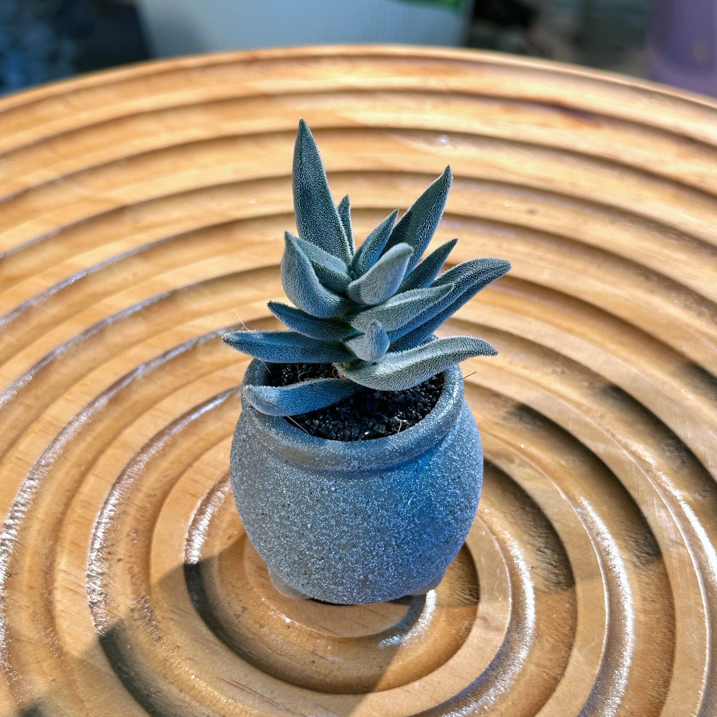 Crassula Mesembryanthemoides in Blue Clay Pot