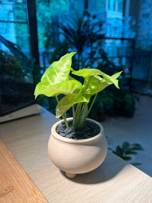 Syngonium in Light Brown Ceramic Pot
