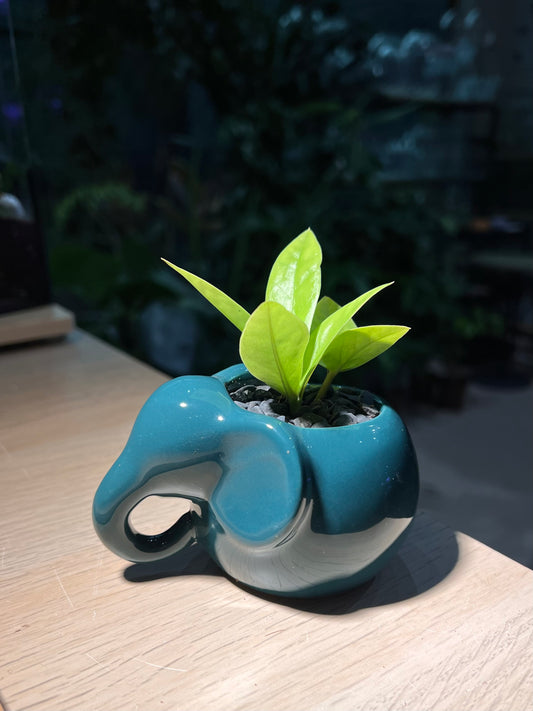 ZZ Plant (金钱树) in Elephant Pot