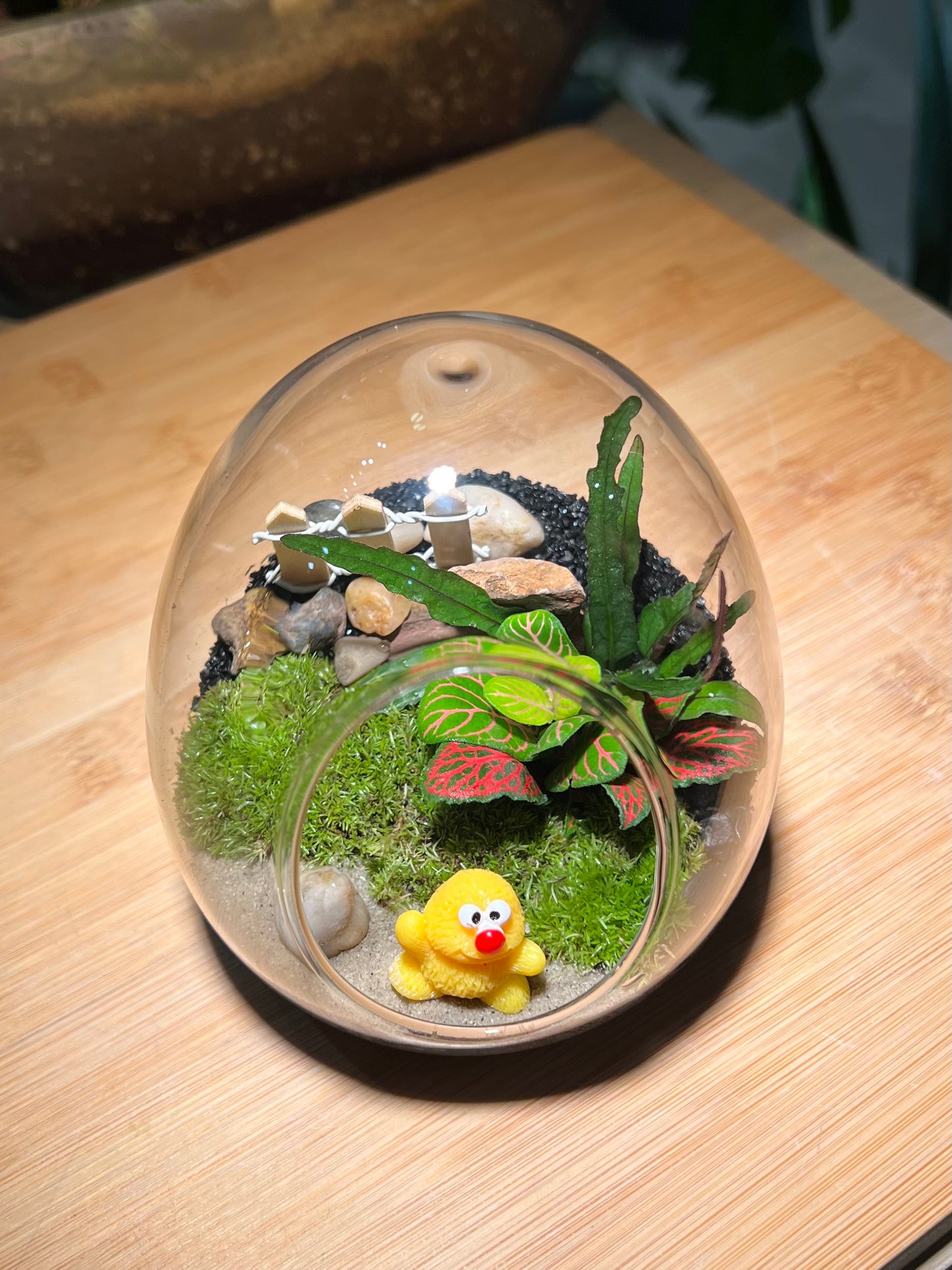 Fittonia and Fern with Moss Arrangement in Eggette Glass (S)