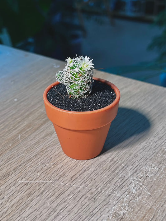 Cactus (δ»δΊΊζ) Thimble Cactus in Terracotta Pot
