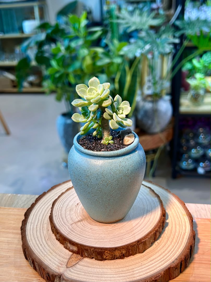 Sedeveria Succulent in Ceramic Pot