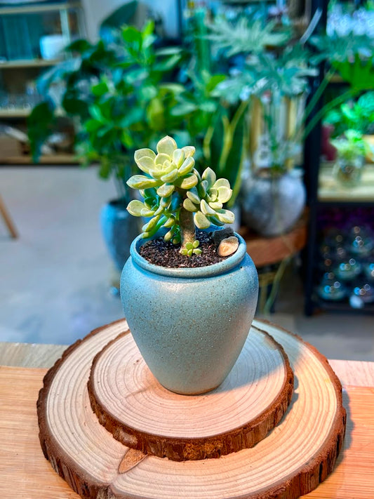 Sedeveria Succulent in Ceramic Pot