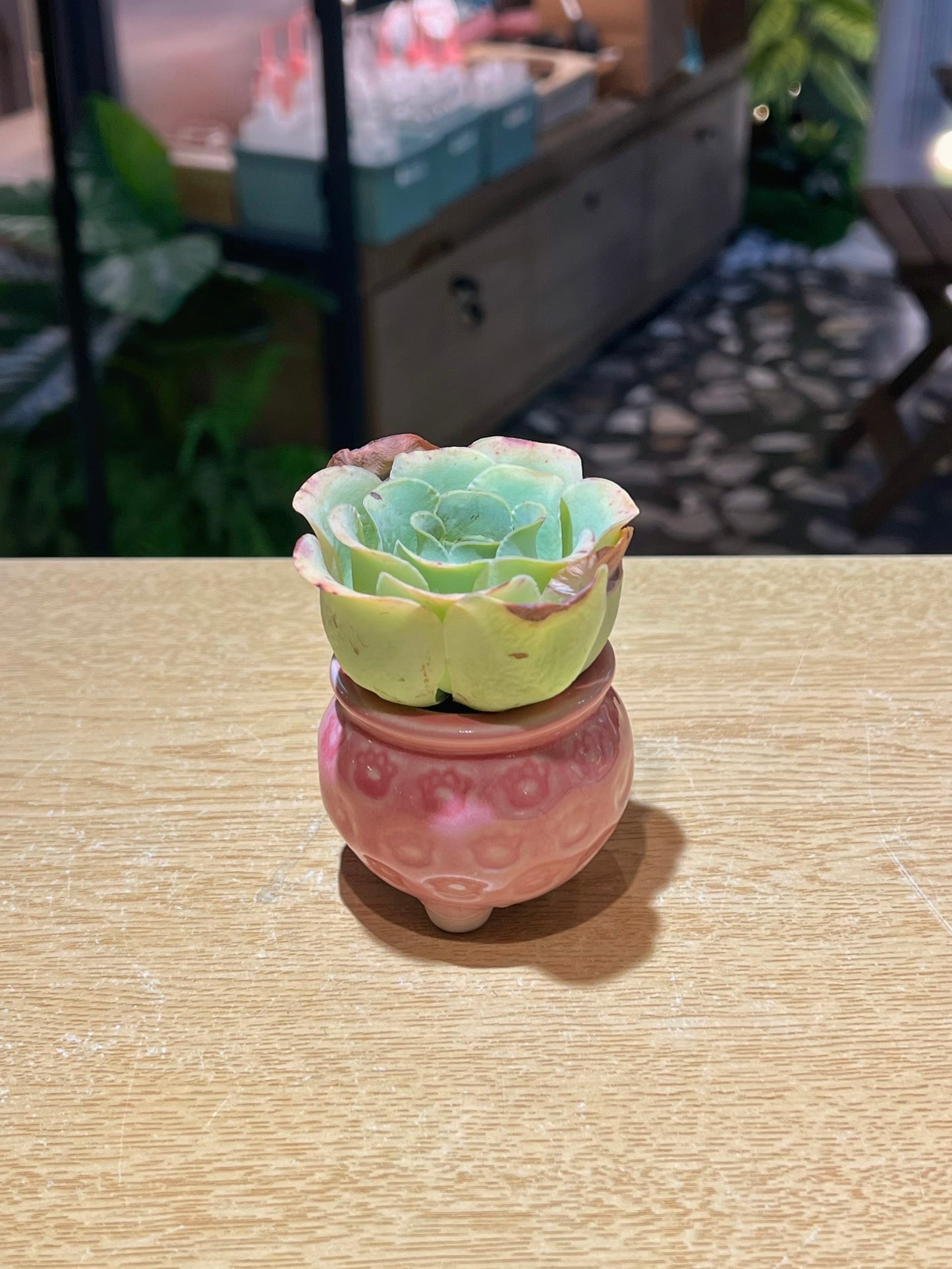 Mountain Rose in Stamped Ceramic Pot