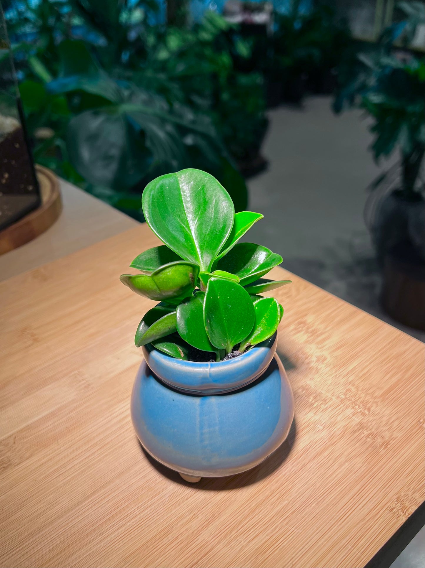 Peperomia Obtusifolia in Sea Blue Ceramic Pot
