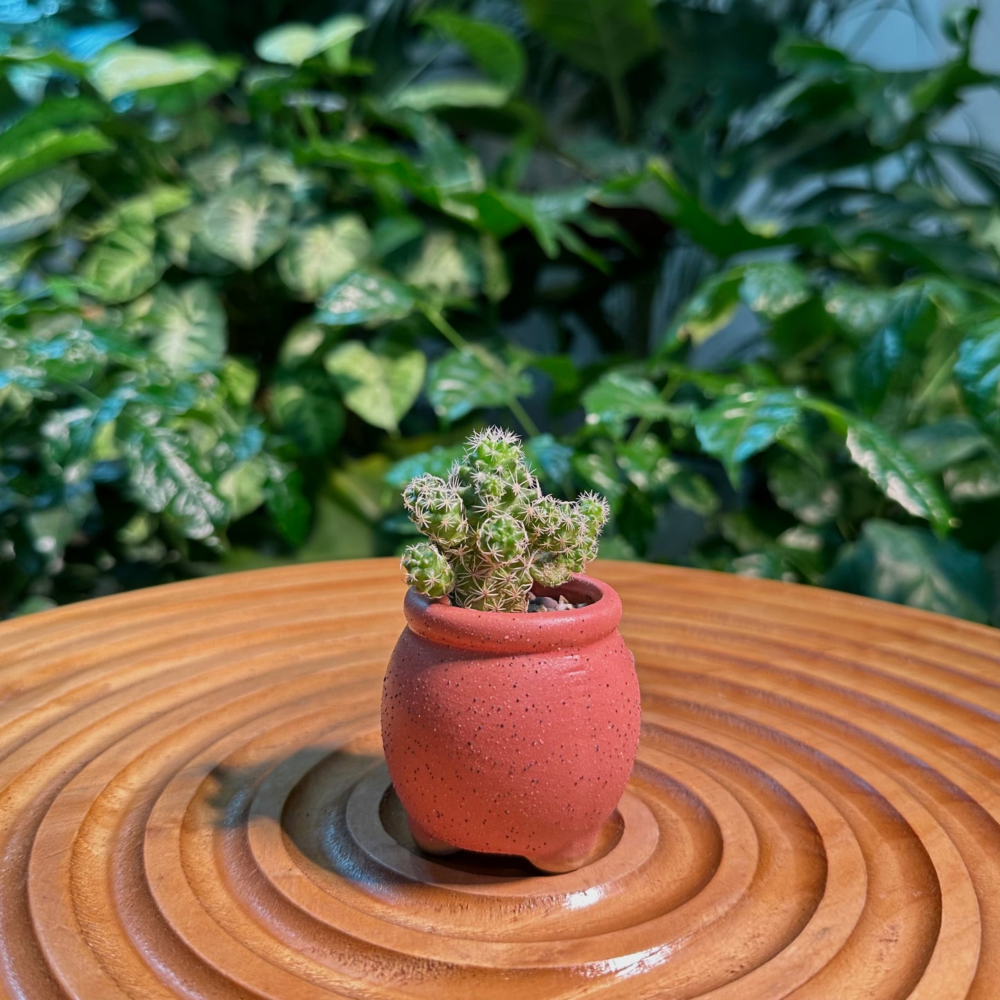 Rare Cactus Collection in Designer Pot