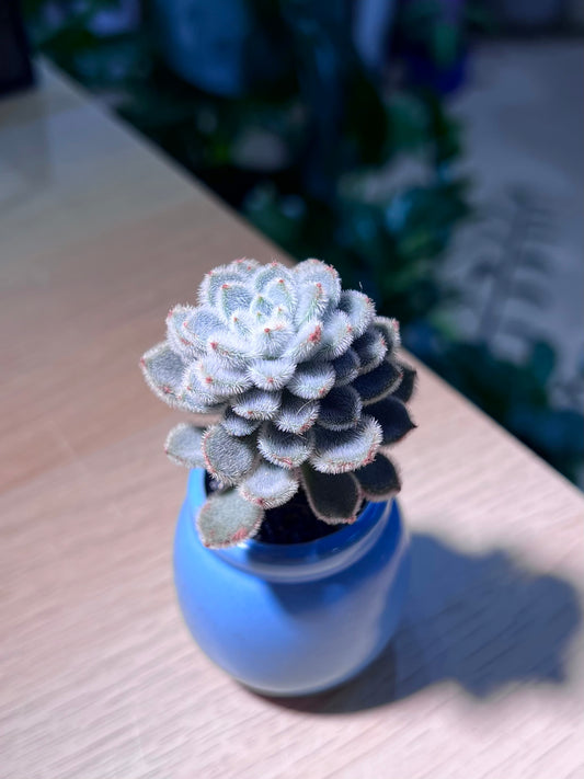 Echeveria Setosa in Sea Blue Ceramic Pot