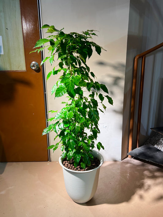 Radermachera Sinica (China Doll) in White Ceramic Pot